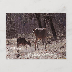 Doe and fawn..... postcard
