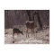 Doe and fawn.....