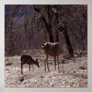 Doe and fawn..... poster