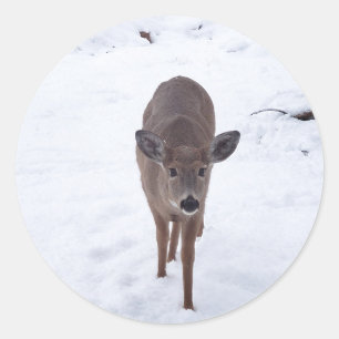 Doe deer in the snow Montana Wildlife photography Classic Round Sticker