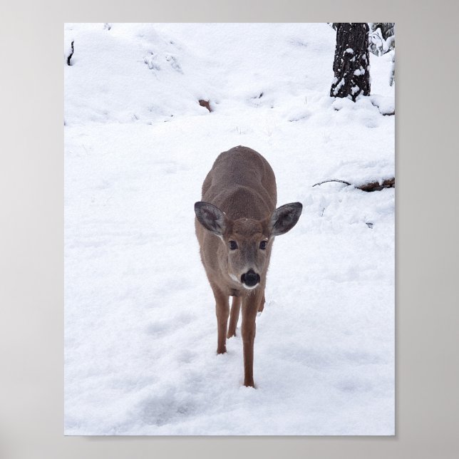 Doe deer in the snow Montana Wildlife photography Poster (Front)
