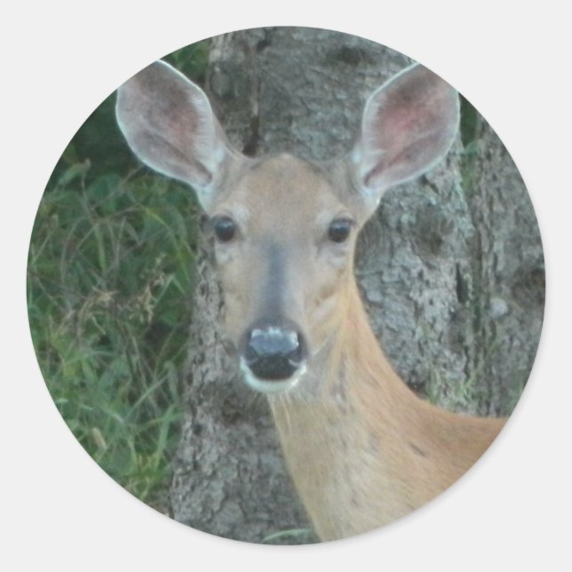 Doe Eyes Beautiful Deer Whitetail Scrapbooking Classic Round Sticker (Front)