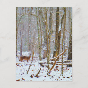 Doe in the snow, Deer in Lake Arrowhead Postcard