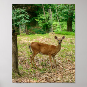 Doe in the Woods Poster