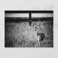 Doe Photograph Postcard