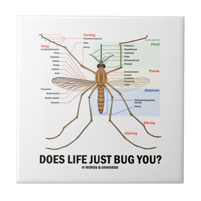Does Life Just Bug You? (Mosquito Anatomy) Ceramic Tile (Front)