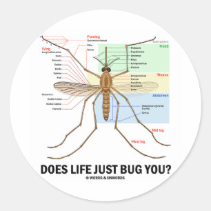 Does Life Just Bug You? (Mosquito Anatomy) Classic Round Sticker