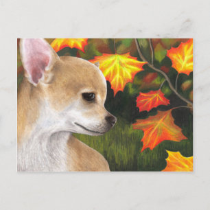 Dog 94 Chihuahua Postcard