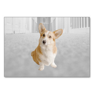 Dog ABA Tact Labelling Flashcard Picture Card