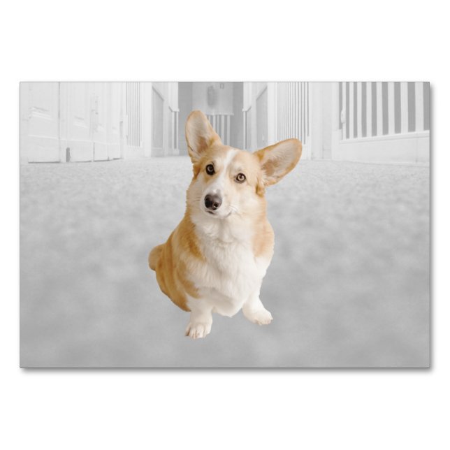 Dog ABA Tact Labelling Flashcard | Picture Card (Front)