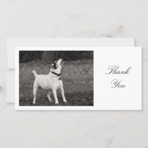 Dog Agog - Thank You Card