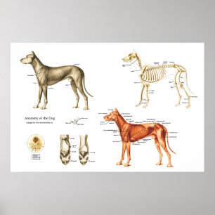 Dog Anatomy Poster Muscles and Bones