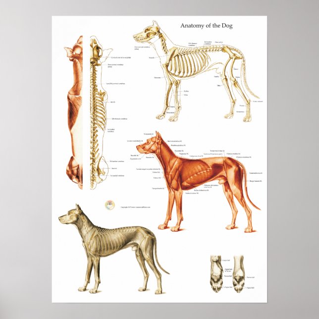 Dog Anatomy Poster Muscles and Bones 18 X 24 (Front)