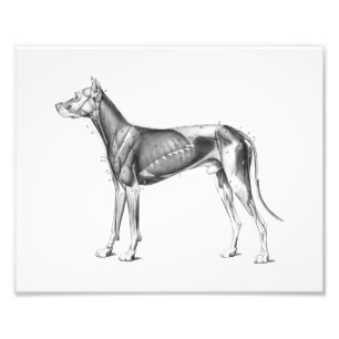 Dog Anatomy Print Muscles B/W