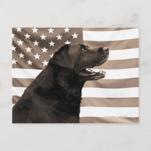 Dog and American flag Postcard