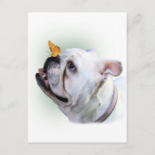 Dog and Butterfly Postcard