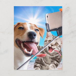 Dog and cat photographed selfie on the phone postcard
