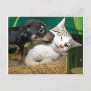 Dog and cat postcard