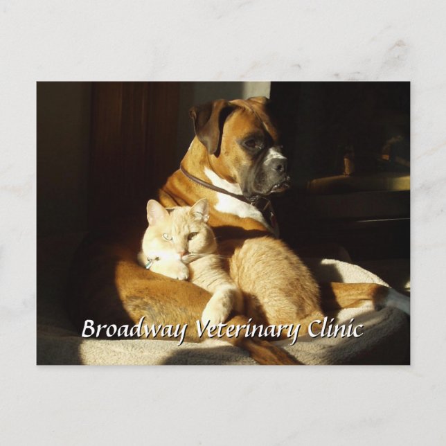 Dog and Cat Veterinary Appointment Postcard (Front)