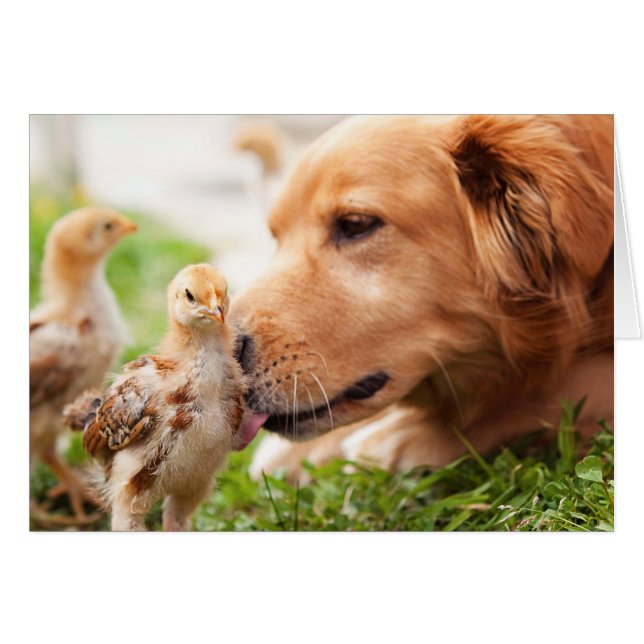 Dog and Chick (Front Horizontal)