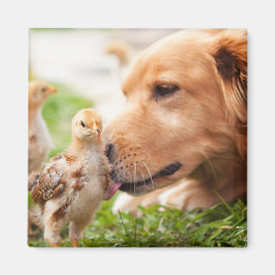 Dog and Chick Magnet