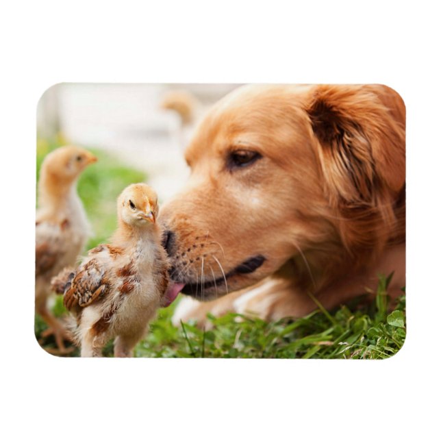 Dog and Chick Magnet (Horizontal)