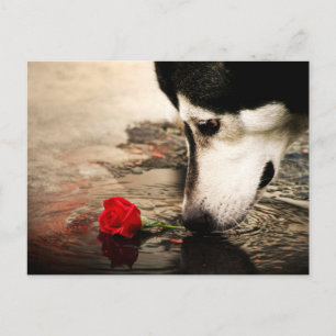 Dog and Red Rose Photography Postcard