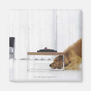 Dog and table magnet