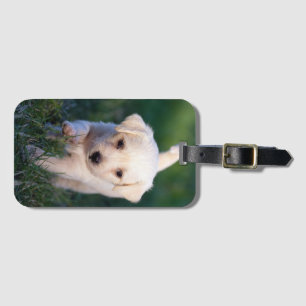 Dog, Animal, Puppy Luggage Tag