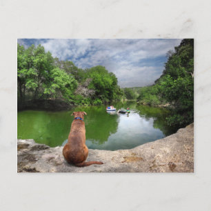 Dog at Barton Creek - Austin Texas Postcard