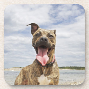dog at beach coaster