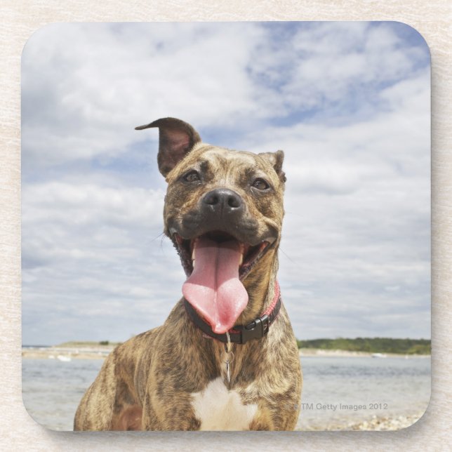 dog at beach coaster (Front)