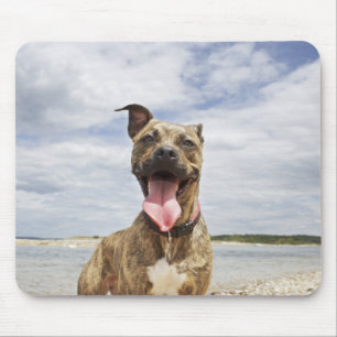 dog at beach mouse pad