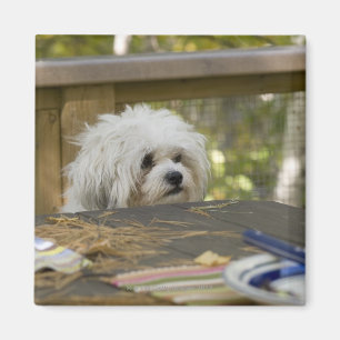 Dog at picnic table magnet