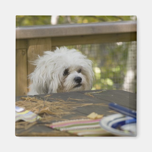 Dog at picnic table magnet (Front)