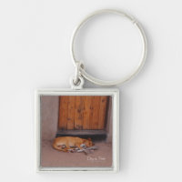 Dog at Rest