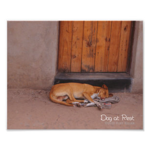 Dog at Rest Photo Print