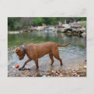 Dog at Waterfalls on Barton Creek in Austin Texas Postcard