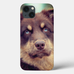 Dog, Australian shepherd, Pet iPhone 13 Case