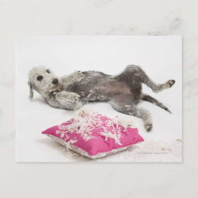 Dog behaviour training postcard (Front)