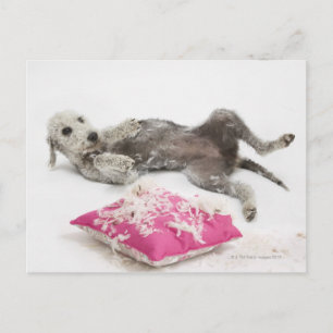 Dog behaviour training postcard