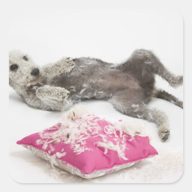 Dog behaviour training square sticker (Front)