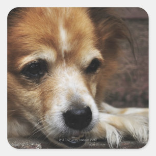 Dog, Bhaktapur, Bhaktapur District, Bagmati, Square Sticker