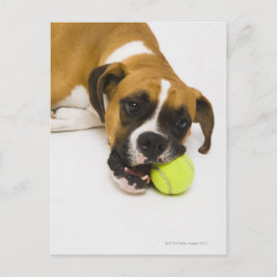 Dog biting tennis ball postcard