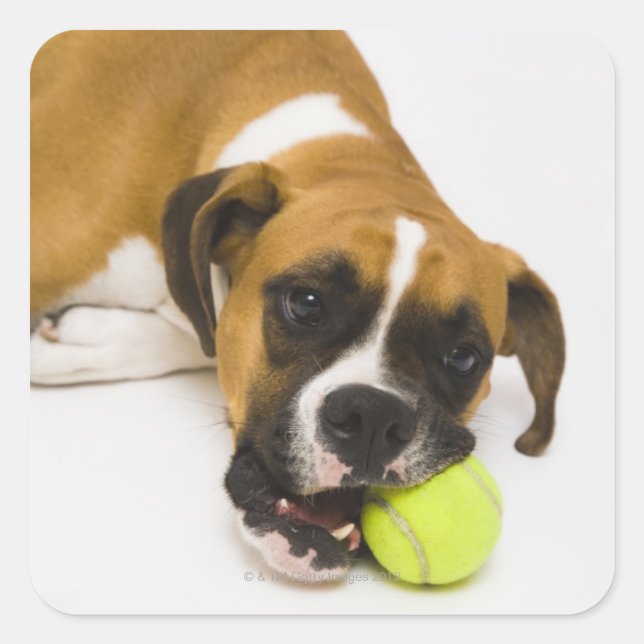 Dog biting tennis ball square sticker (Front)