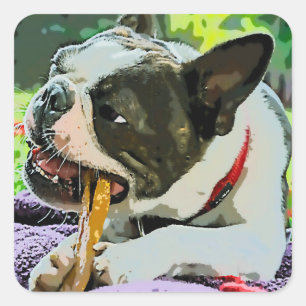 Dog, Bone, Domestic animal Square Sticker