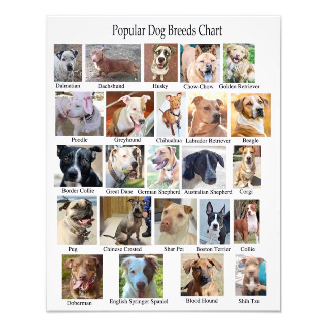Dog Breeds Chart Poster (Front)