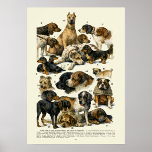 Dog Breeds Retro Victorian Era 1895 Show Winners Poster