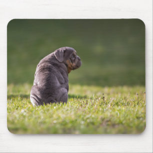 dog, bulldog, english bulldog mouse pad