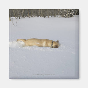 Dog burrowing in snow magnet